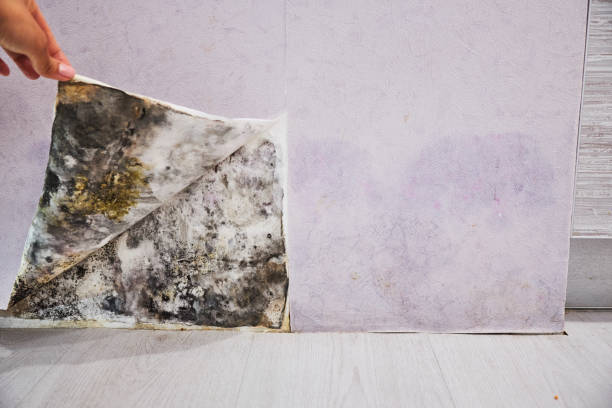 Grand Island, NE Mold Removal Company